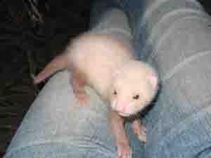 furet